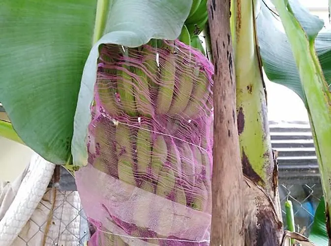 Angkor's Pensjonat 3*