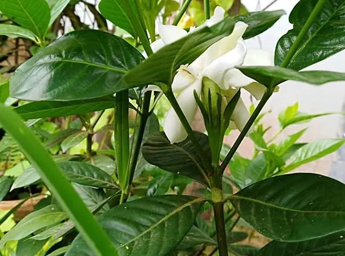 Pensjonat Angkor's 3*